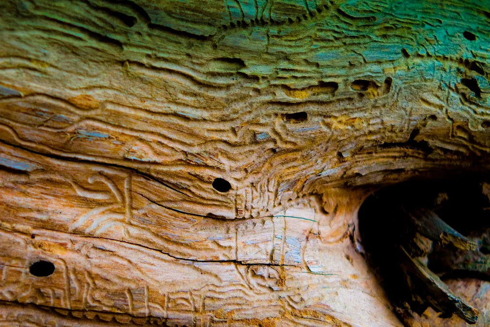 Comment se débarrasser des vers de bois ?